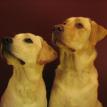 Good Dogs