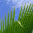 Palm in Blue Sky