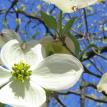 April Dogwood